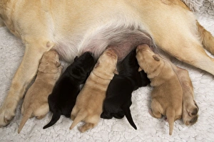Labrador - with young puppies suckling