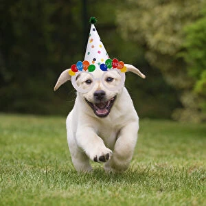 Birthdays Gallery: Yellow Labrador puppy running outside wearing Birthday hat and glasses Date: 12-11-2018