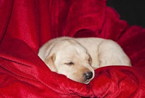 A Yellow Labrador Retriever sleeping