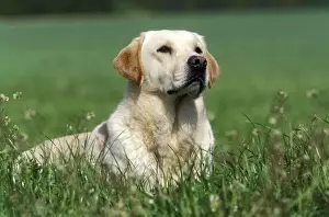 Yellow Labradors
