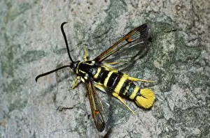 Moths Prints: Yellow-legged Clearwing Moth Formerly known as: Aegeria vespiformis