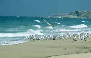 Yellow Legged Prints: Yellow-legged Gull