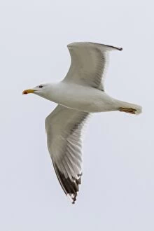 Yellow-Legged Gull adult in flight