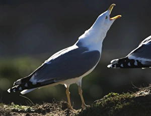 Images Dated 17th November 2006: Yellow legged Gull - adult in winter Tarifa Spain