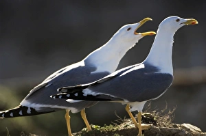 Images Dated 17th November 2006: Yellow legged Gull - adult winter Tarifa Spain