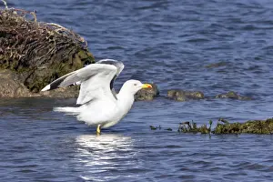 Yellow Legged Prints: Yellow-legged Gull. Camargue - PACA - France