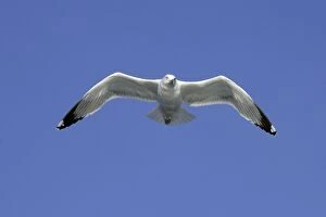 Images Dated 11th December 2006: Yellow-legged Gull - in flight