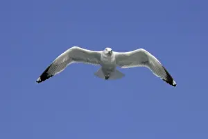 Yellow Legged Prints: Yellow-legged Gull - in flight - Le Grau du Roi - Languedoc - Rousillon - France