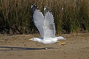 Yellow Legged Prints: Yellow-legged Gull - in flight - Le Parc Ornithologique du Teich - Arcachon - Bassin d'Arcachon - Gironde - France