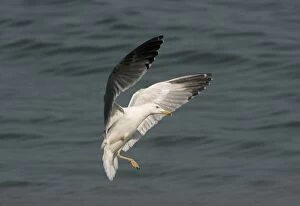 Yellow-legged Gull with only one foot - In flight above water