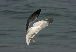 Yellow-legged Gull with only one foot - In flight above water Yellow-legged Gull with only one foot - In flight above water