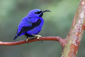 Native Prints: Yellow-legged honeycreeper, native to South America Date: 31-12-1999