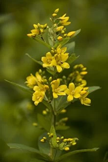 Images Dated 9th July 2006: Yellow loosestrife