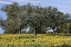 Images Dated 4th April 2007: Yellow Lupin - planted under Cork Oak (Quercus suber), Extremadura, Spain