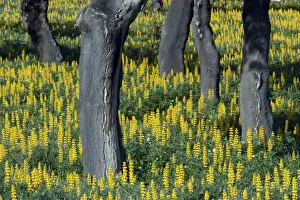 Lupins Prints: Yellow Lupin - planted under Cork Oak (Quercus suber), Extremadura, Spain