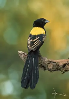 Yellow-mantled Whydah