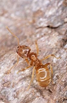 Yellow Meadow ANT - on wood