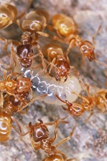 YELLOW MEADOW ANTS - tending larvae