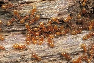 Yellow Meadow Ants - on Wood