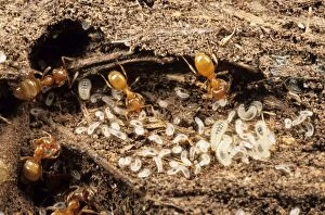 Images Dated 24th June 2005: Yellow Meadow Ants - with young larvae UK