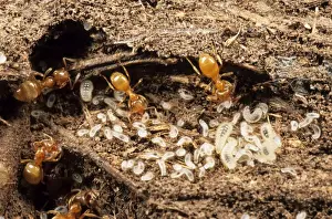 Communities Prints: Yellow Meadow Ants - with young larvae UK