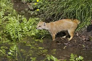 Images Dated 17th October 2007: Yellow Mongoose