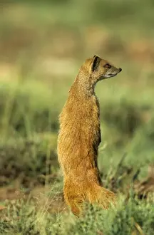 Mongooses Prints: Yellow Mongoose