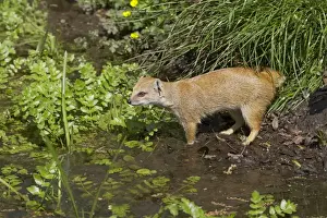 Yellow Mongoose Cynictis penicillata Apenheul Netherlands MA001543