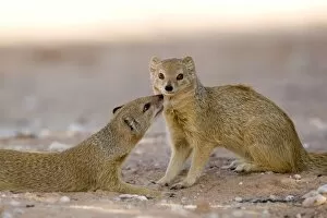 Yellow Mongoose - displaying social interaction