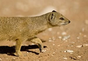 Images Dated 12th May 2008: Yellow Mongoose - Half body portrait whilst on the move Kalahari Desert