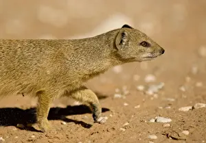 Yellow Mongoose-Half body portrait whilst on the move Kalahari Desert-Kgalagadi National Park-South Africa