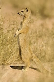 Images Dated 10th May 2008: Yellow Mongoose - Keeping a lookout for danger