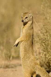 Images Dated 10th May 2008: Yellow Mongoose-Keeping a lookout for danger Kalahari Desert-Kgalagadi National Park-South Africa