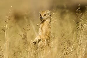Images Dated 10th May 2008: Yellow Mongoose-Keeping a lookout for danger Kalahari Desert-Kgalagadi National Park-South Africa