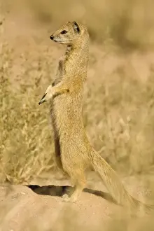 Yellow Mongoose-Keeping a lookout for danger Kalahari Desert-Kgalagadi National Park-South Africa