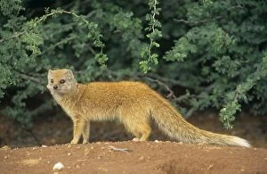 Images Dated 11th October 2006: Yellow Mongoose Kgalagadi Transfrontier Park, South Africa