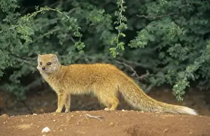 Yellow Mongoose Kgalagadi Transfrontier Park, South Africa