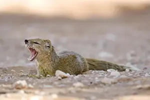 Mongoose Prints: Yellow Mongoose-Lying in the shade and fletching his teeth Kalahari Desert-Kgalagadi National Park-South Africa