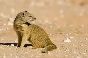 Mongooses Prints: Yellow Mongoose-side profile looking over its shoulder Kalahari Desert-Kgalagadi National Park-South Africa