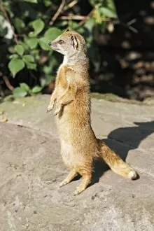Yellow Mongoose - standing alert on back legs