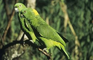 Auropalliata Gallery: Yellow-napped Amazon Parrot