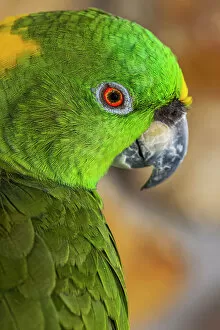 Auropalliata Gallery: Yellow-napped Amazon parrot portrait