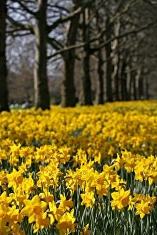 Yellow Narcissus Daffodils blooming in spring