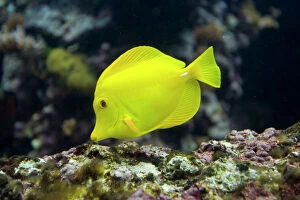 Aquarium Fish Collection: Yellow / naughty Tang. Oceanopolis Brest France