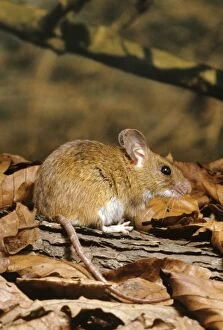 Images Dated 19th January 2006: Yellow-necked Mouse