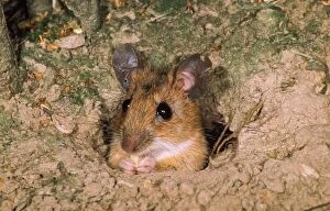 Yellow-Necked Mouse - feeding in hole entrance
