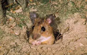 Holes Prints: Yellow-necked Mouse - feeding in hole entrance