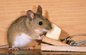 Trap Collection: Yellow-necked Mouse - at mousetrap