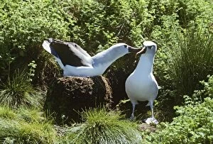 Images Dated 6th December 2005: Yellow-nosed Albatross - displaplaying Gough Island formerly Diomedea chlororhynchos