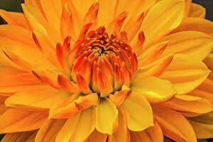 Delicate Gallery: Yellow, orange dahlia blooming macro